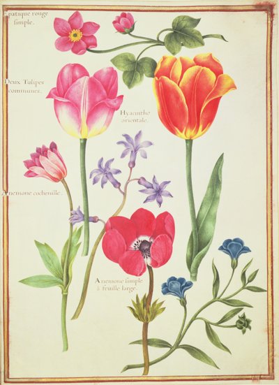 PD.109-1973.f40 Flower Studies（WC on vellum） 作： Nicolas Robert